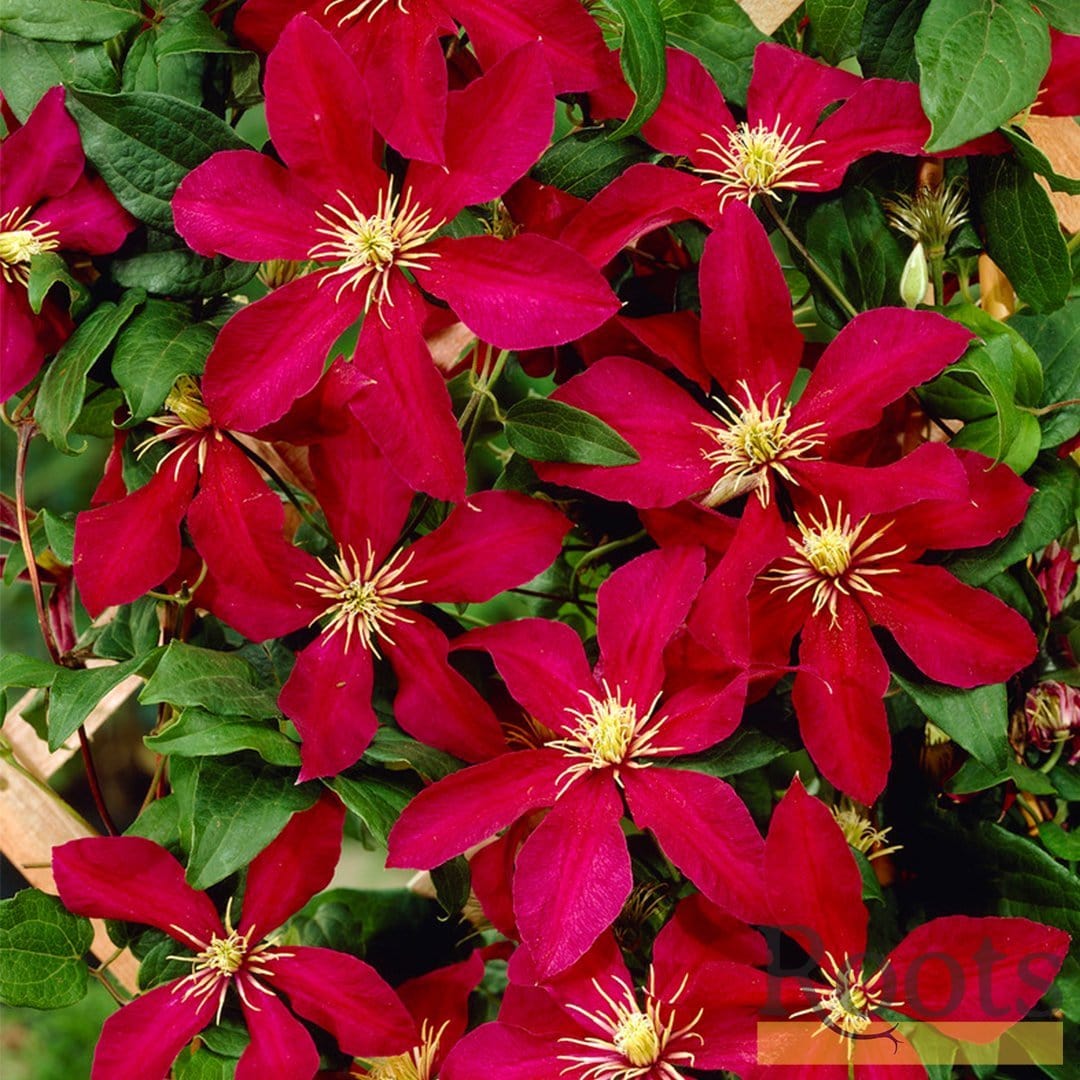 Clematis 'Niobe' - Image 3