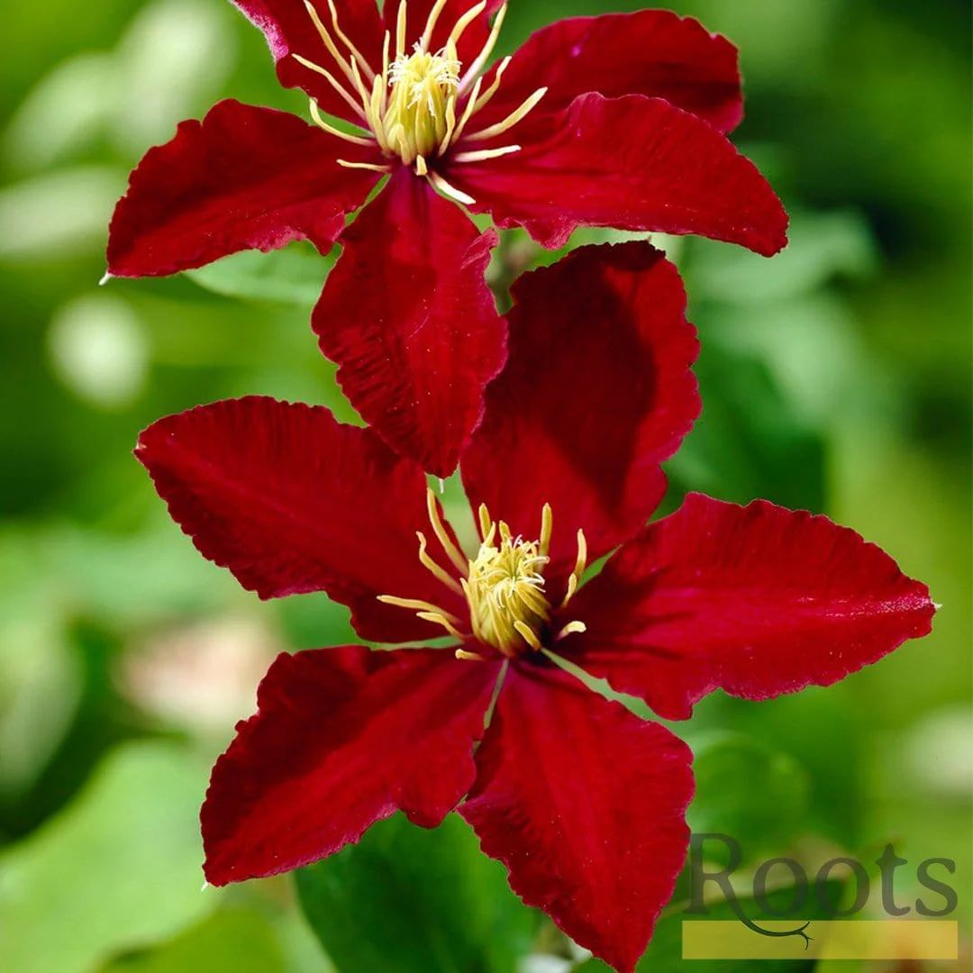 Clematis 'Niobe' - Image 4