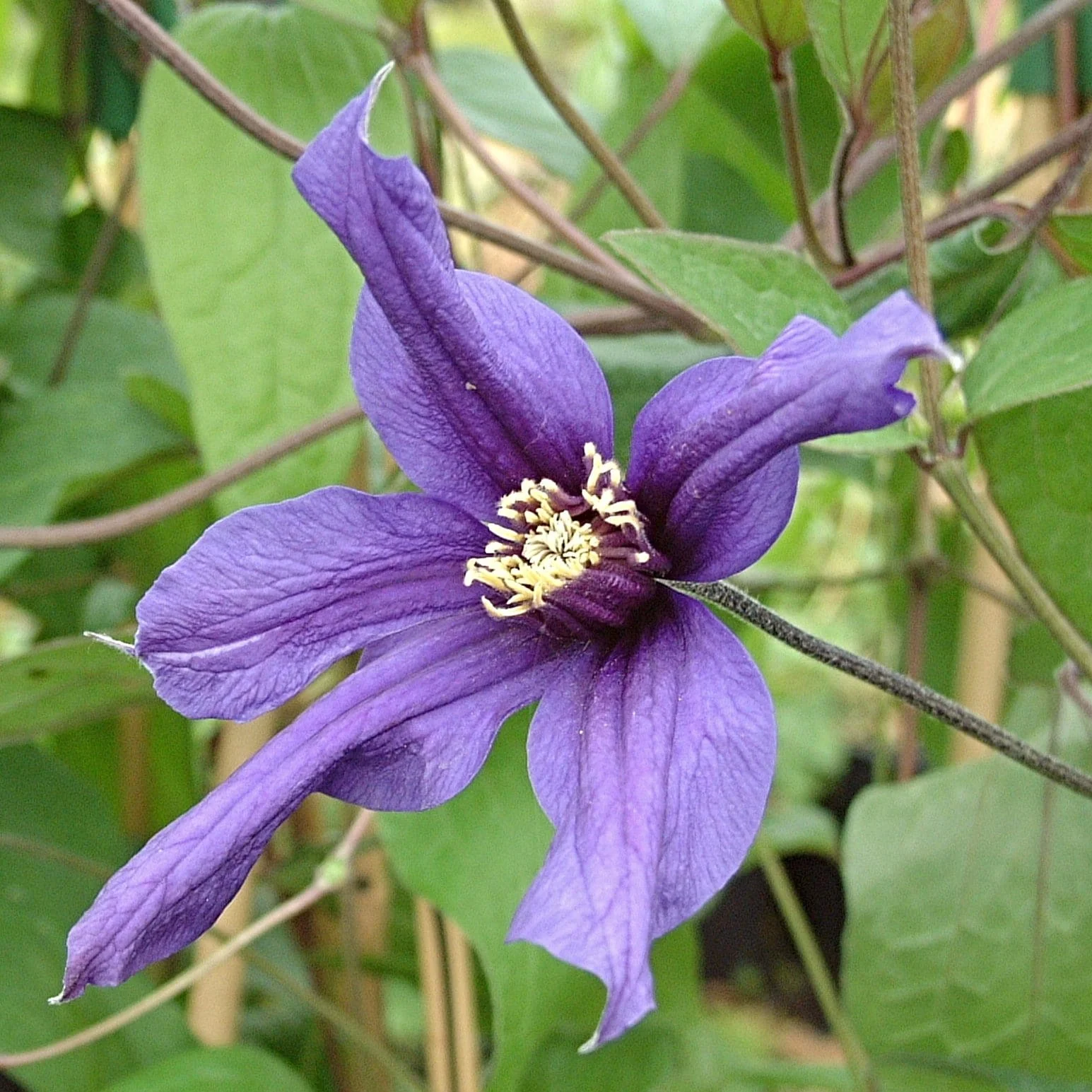 Clematis 'Petit Faucon'