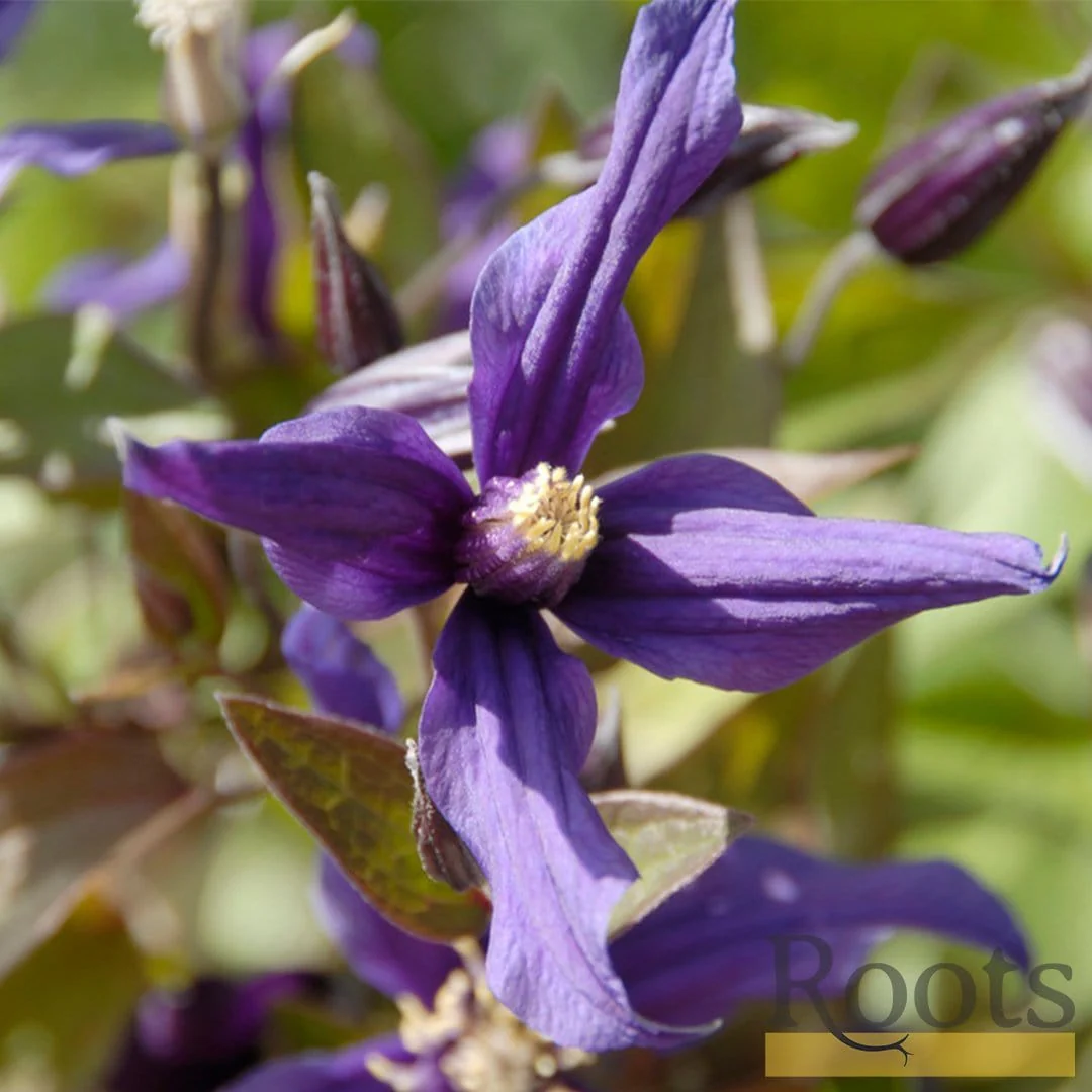 Clematis 'Petit Faucon' - Image 2