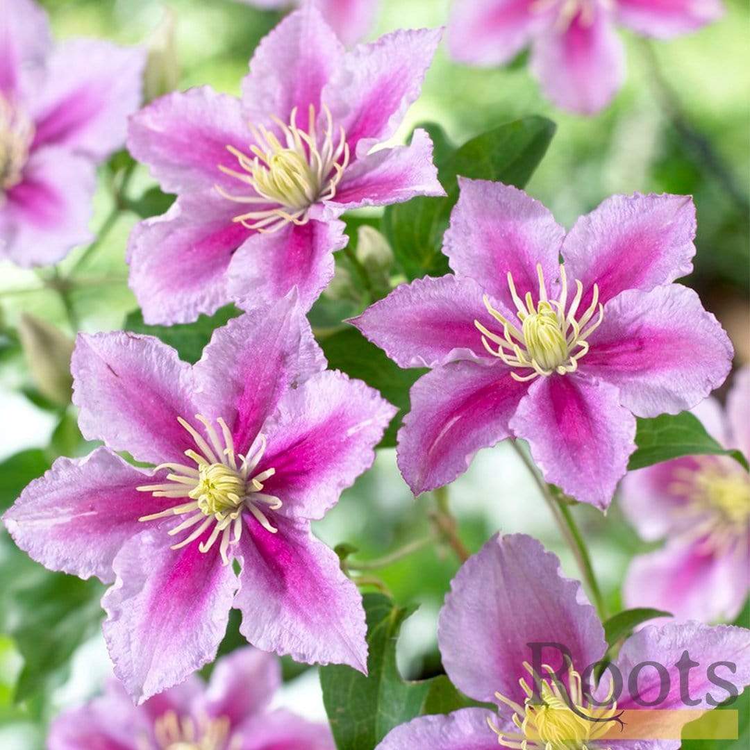 Clematis 'Piilu' - Image 3