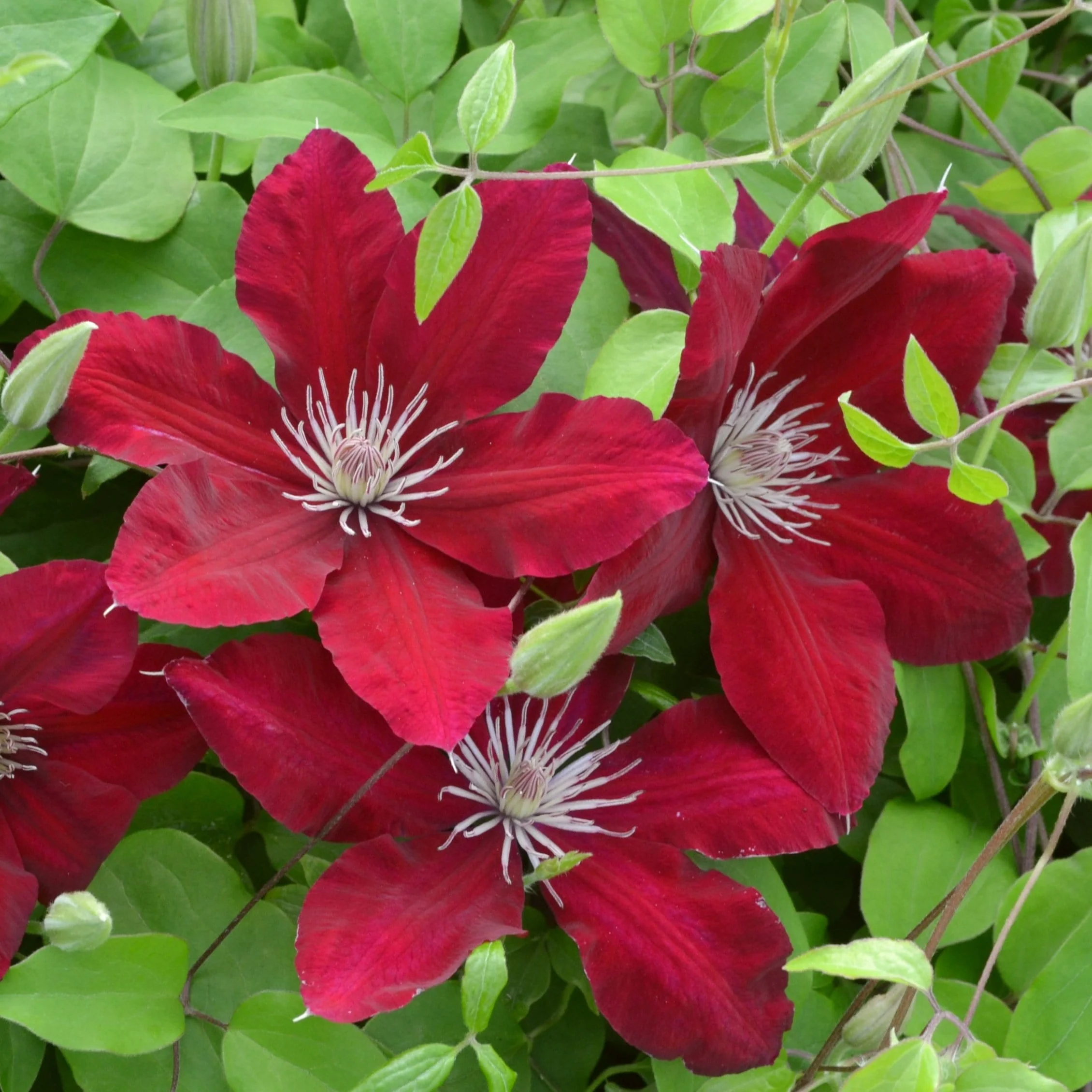 Clematis 'Rebecca'