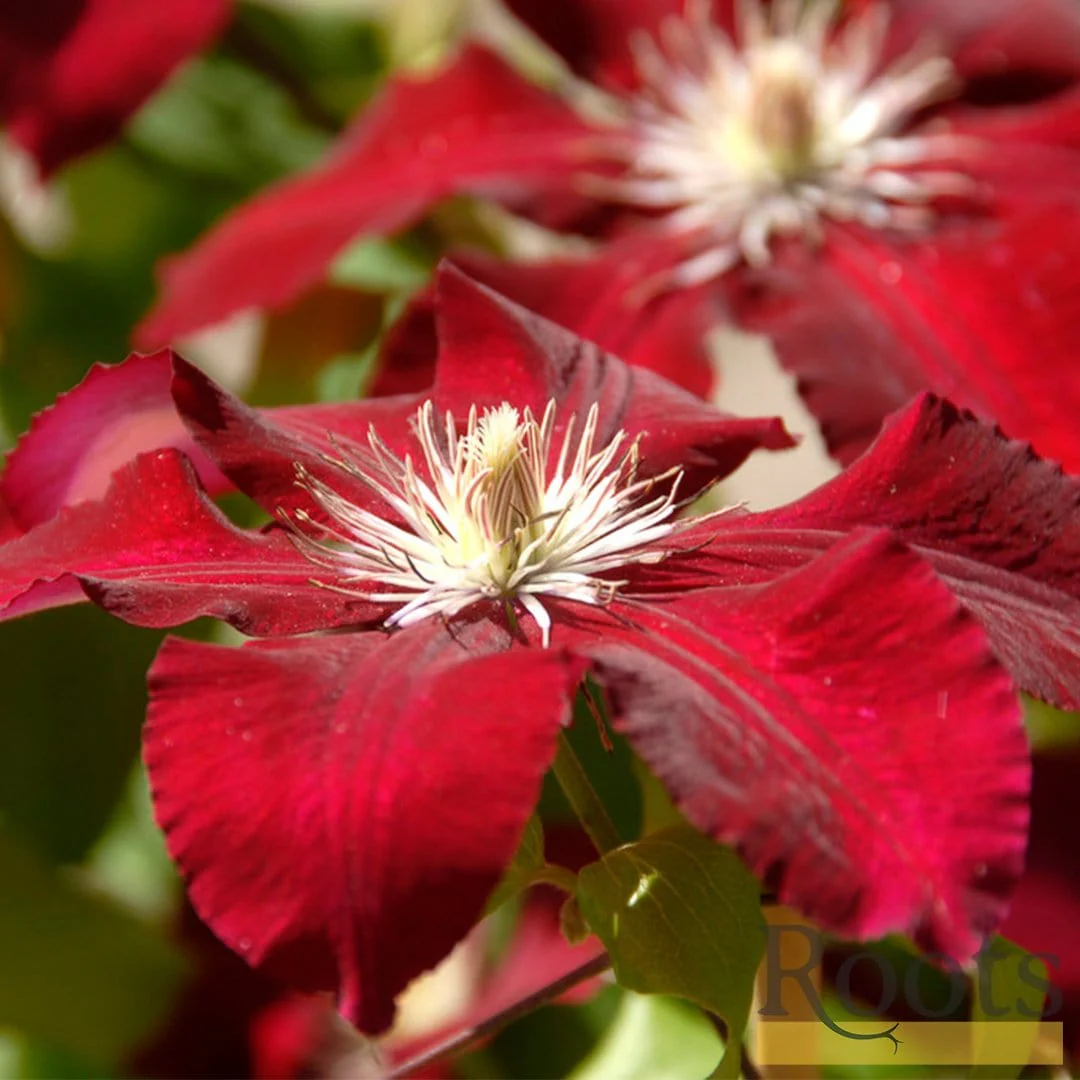 Clematis 'Rebecca' - Image 2