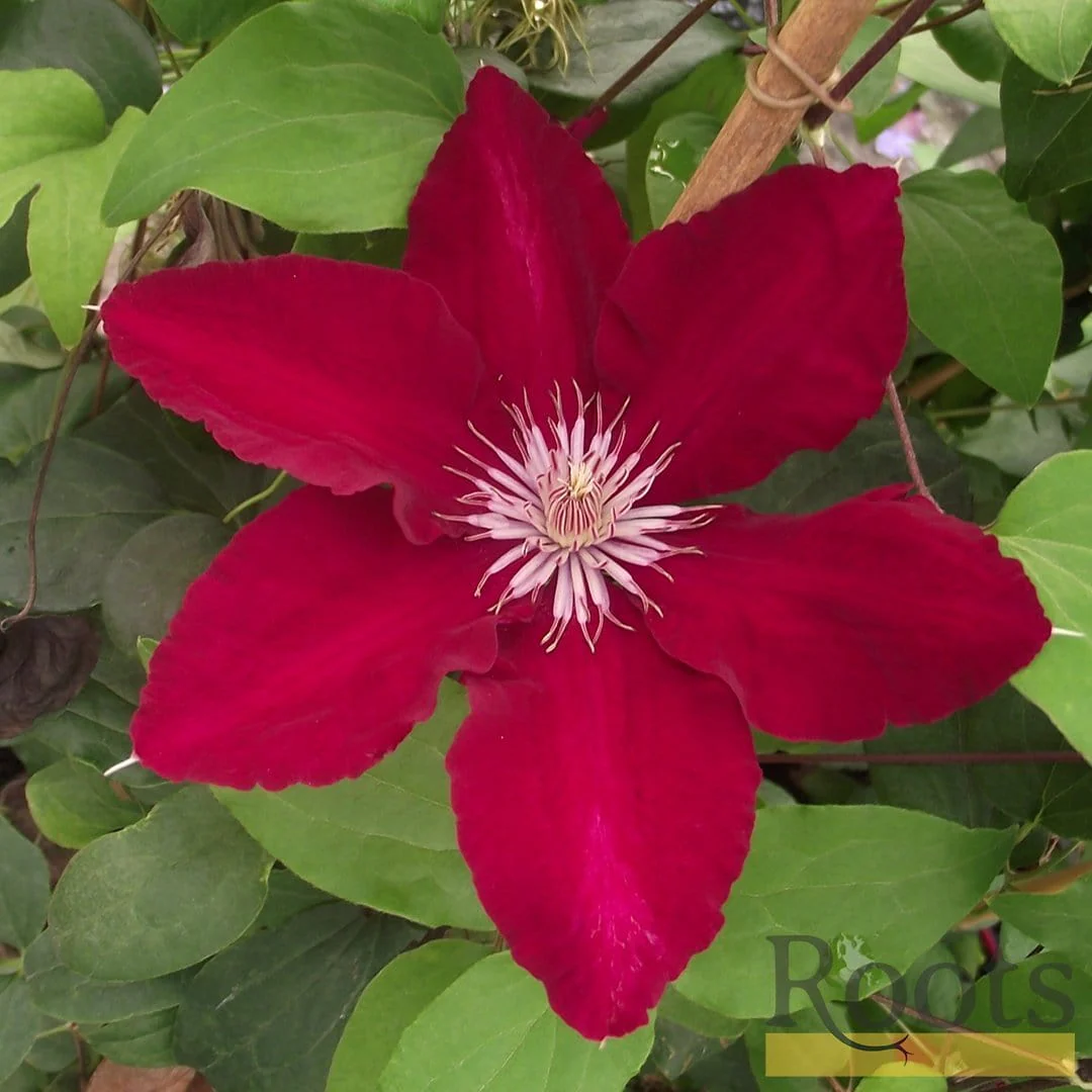 Clematis 'Rebecca' - Image 3