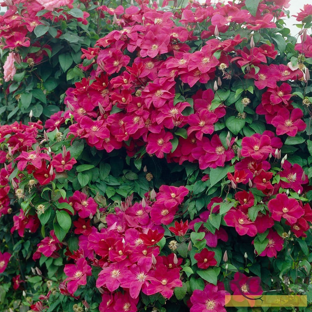 Clematis 'Rouge Cardinal' - Image 3