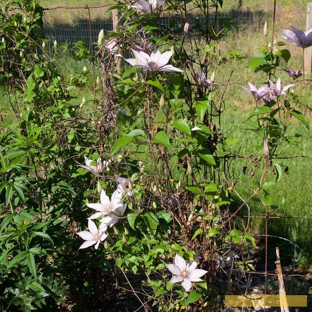 Clematis 'Samaritan Jo' - Image 3