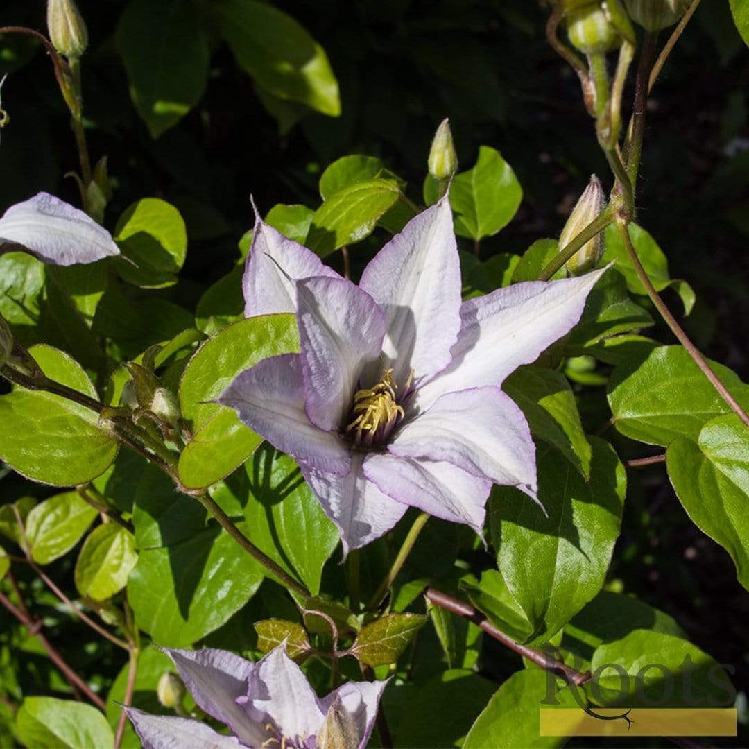 Clematis 'Samaritan Jo' - Image 4