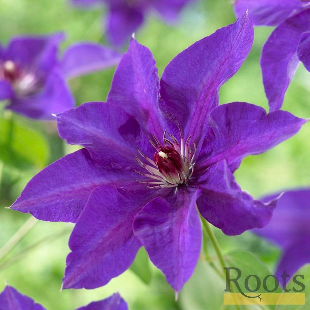 Clematis 'The President' - Image 2