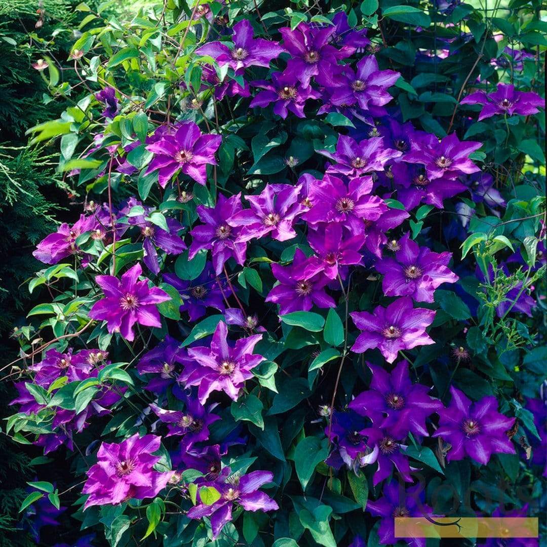 Clematis 'The President' - Image 3