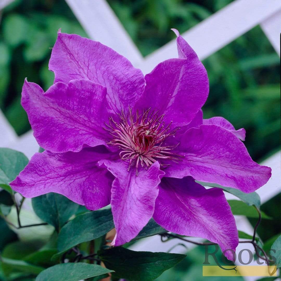 Clematis 'The President' - Image 4
