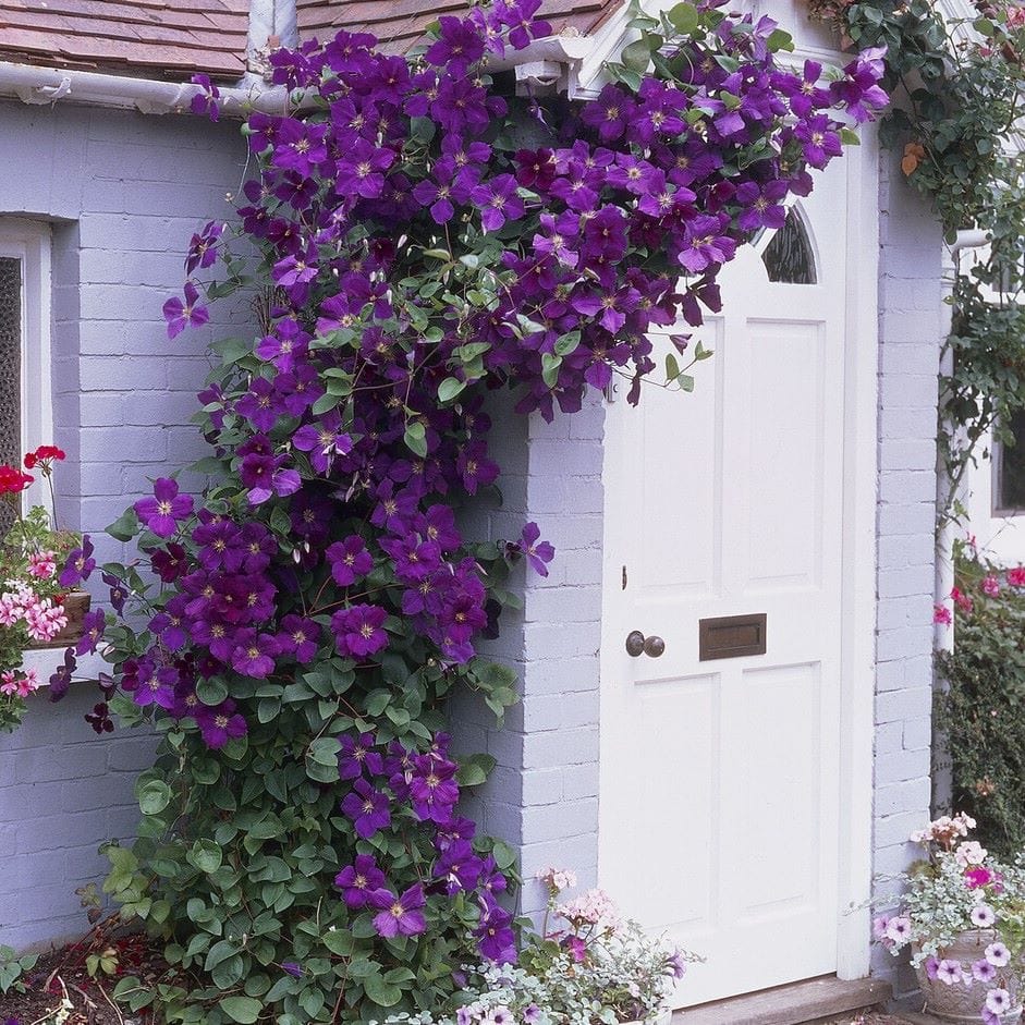 Clematis 'The President' - Image 5