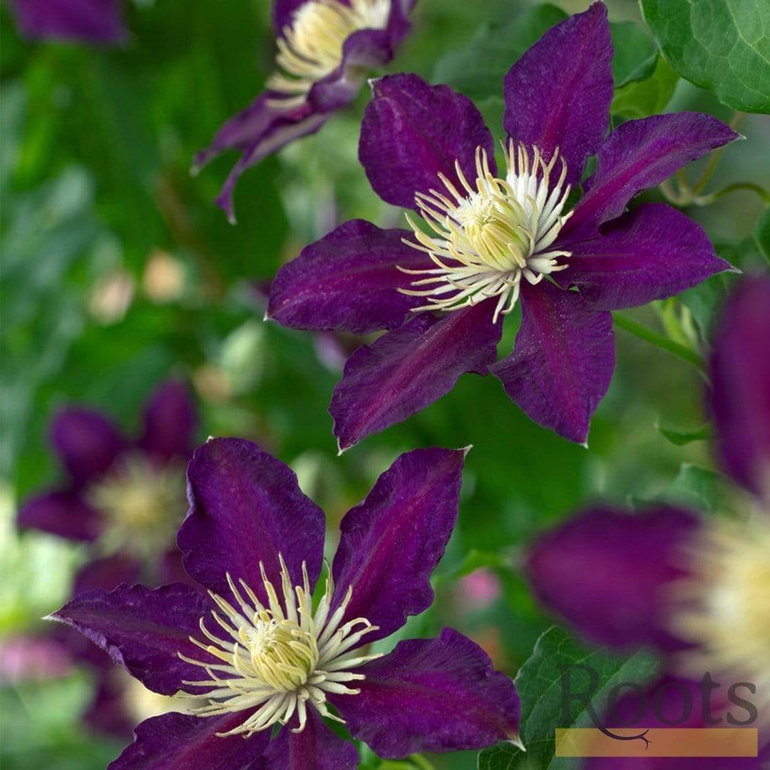 Clematis 'The Vagabond' - Image 3