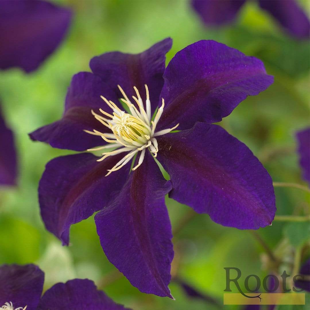 Clematis 'The Vagabond' - Image 4