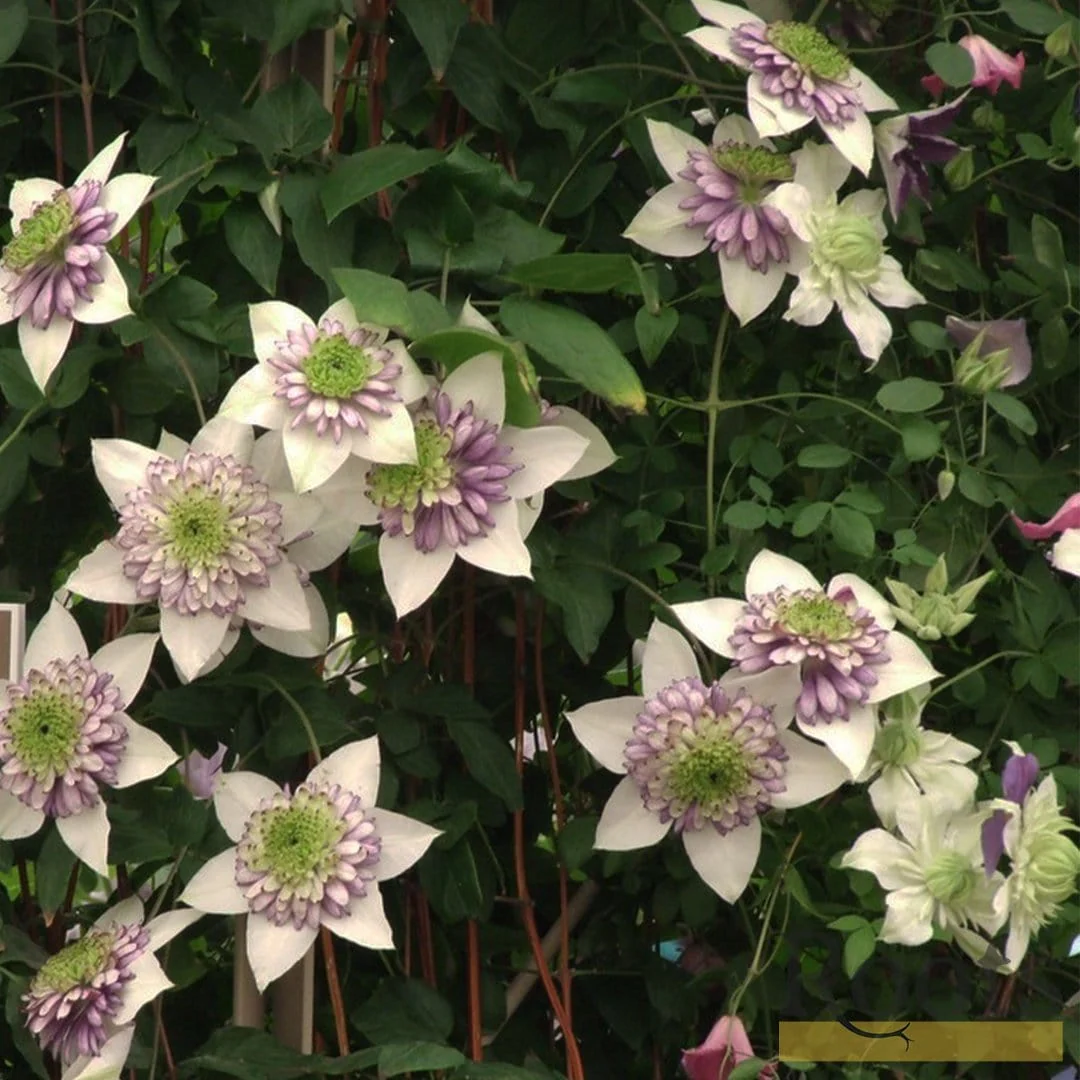 Clematis 'Viennetta' - Image 3