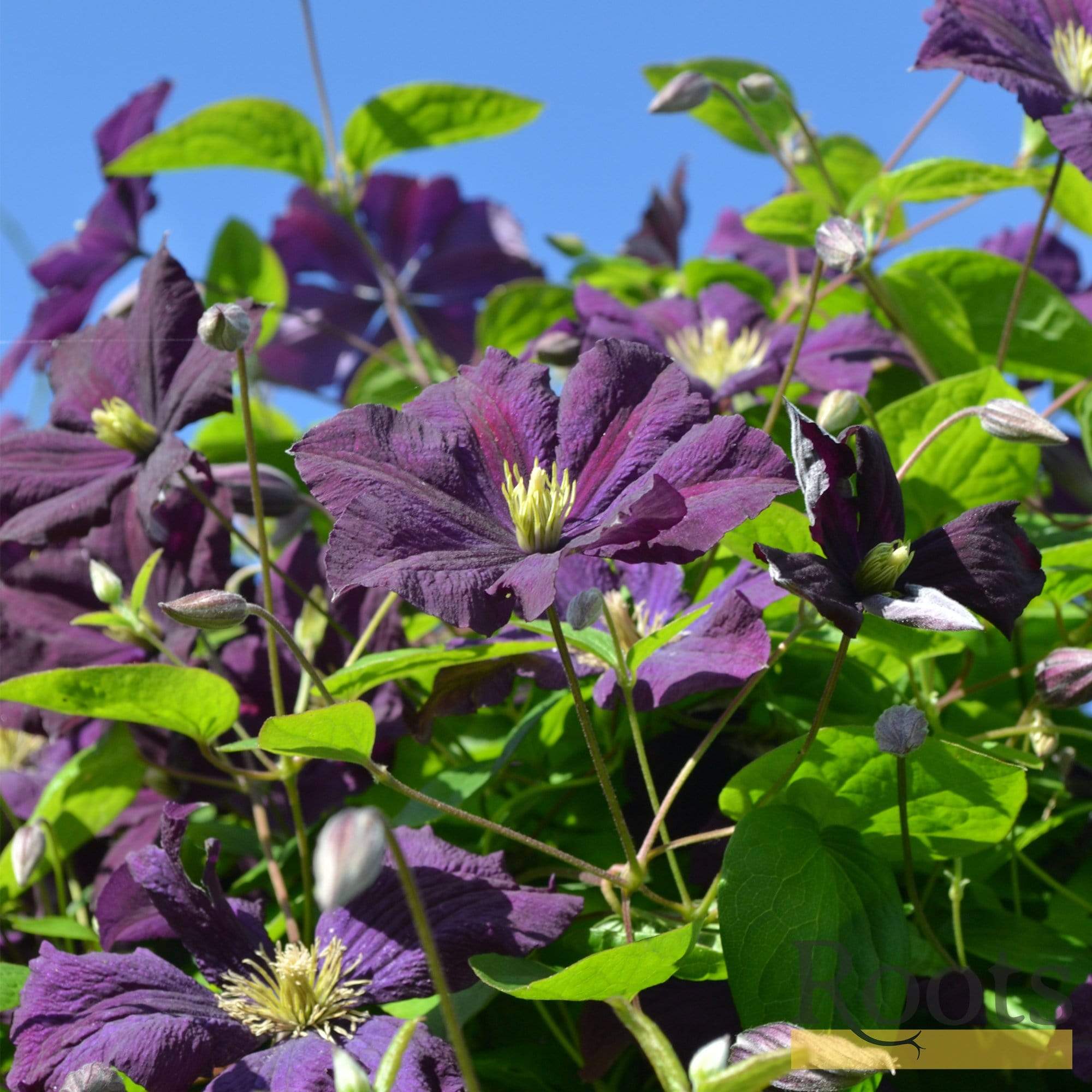 Clematis viticella 'Étoile Violette' - Image 2