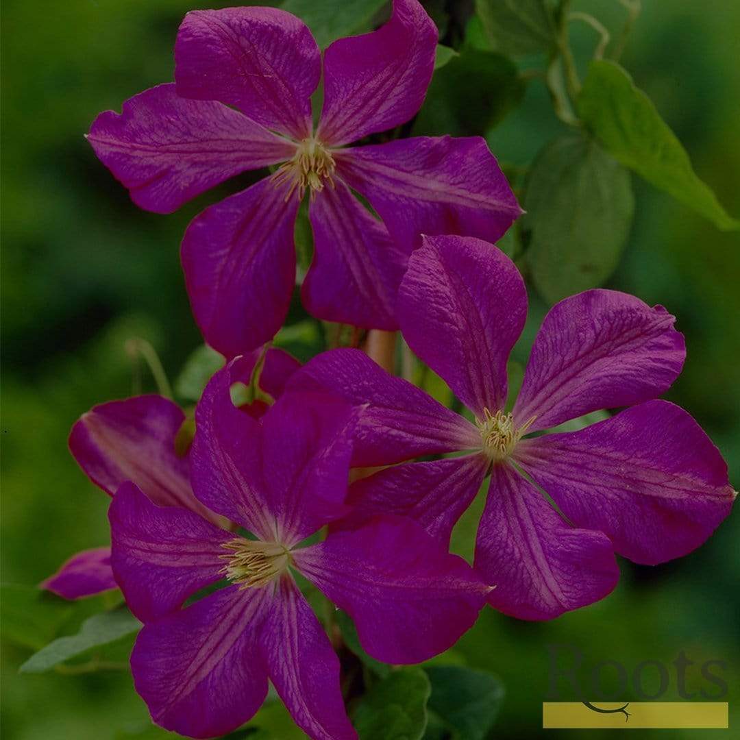 Clematis viticella 'Étoile Violette' - Image 3