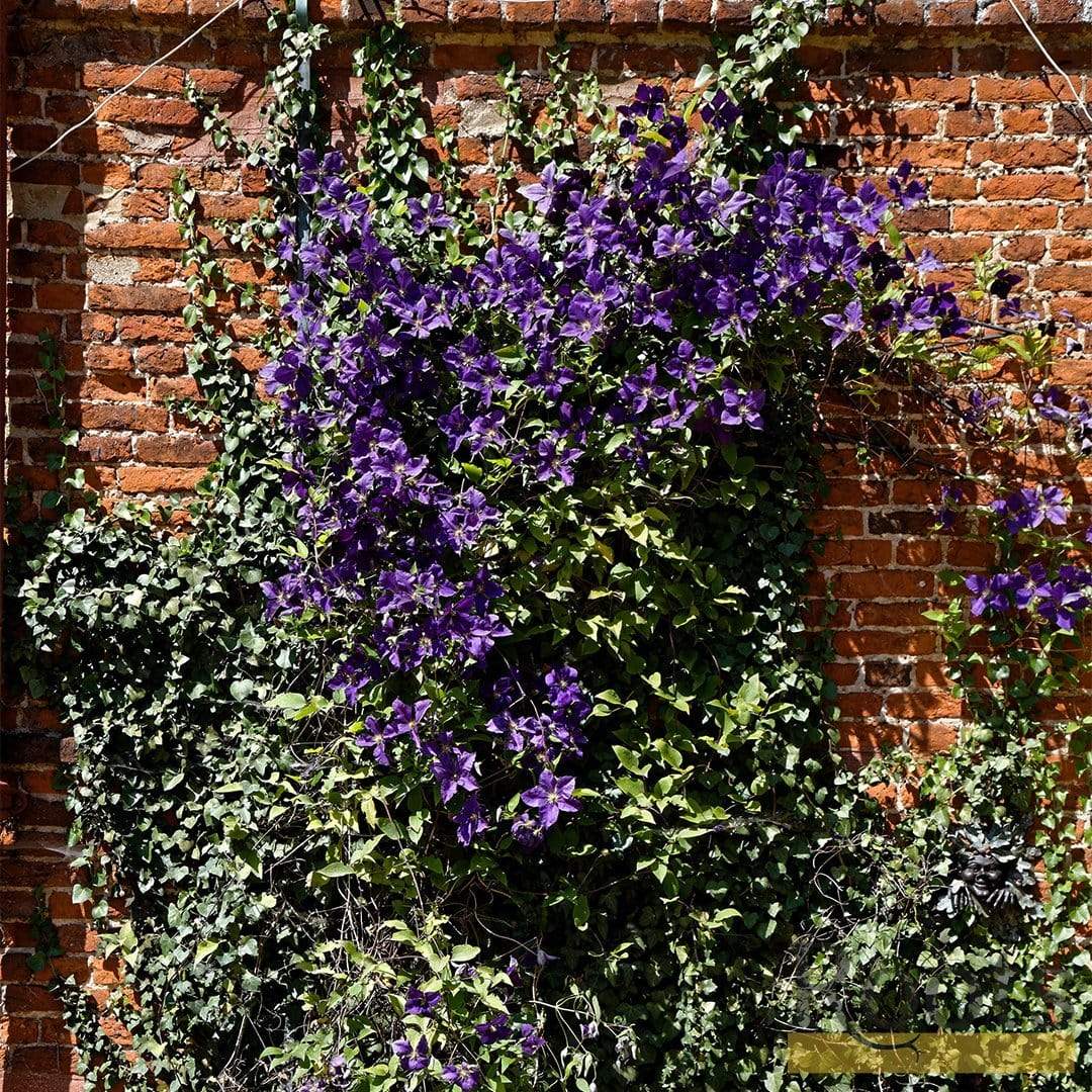 Clematis viticella 'Étoile Violette' - Image 4