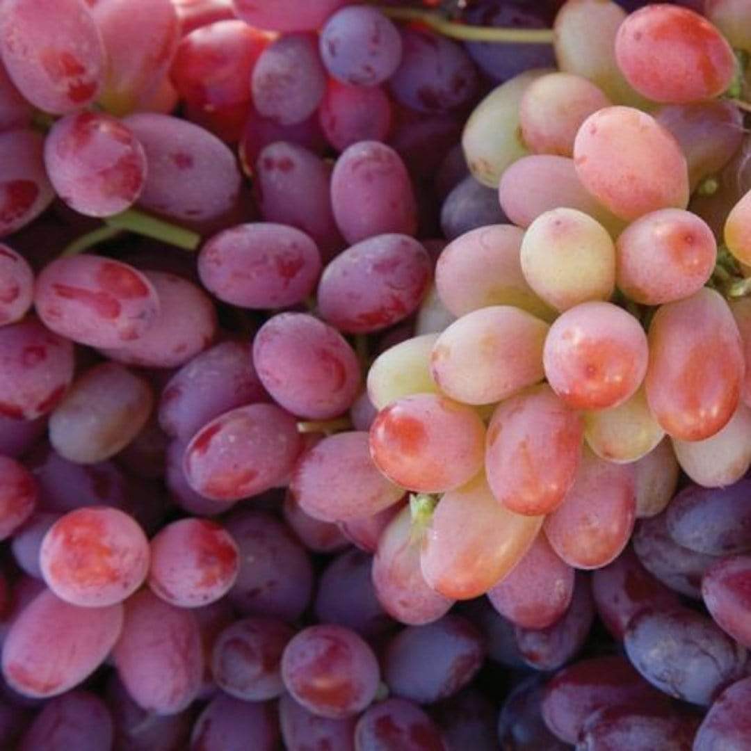 'Crimson Seedless' Grape Vine - Image 3