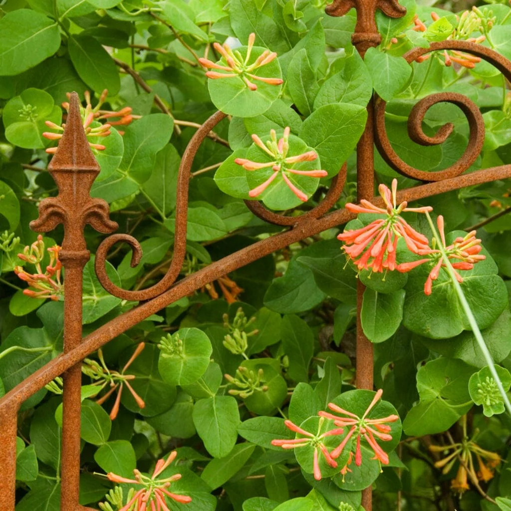Scarlet Trumpet Honeysuckle | Lonicera x brownii 'Dropmore Scarlet' - Image 2