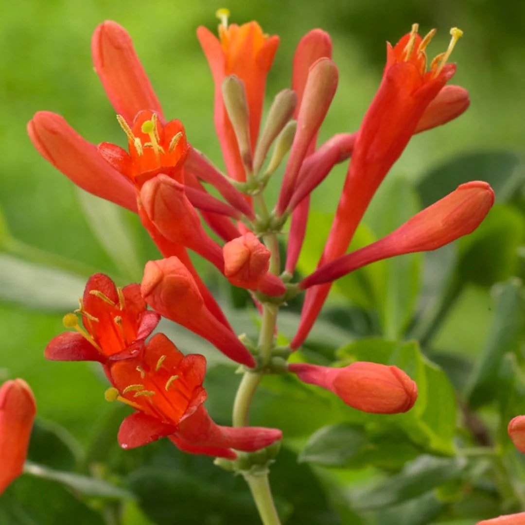 Scarlet Trumpet Honeysuckle | Lonicera x brownii 'Dropmore Scarlet' - Image 3