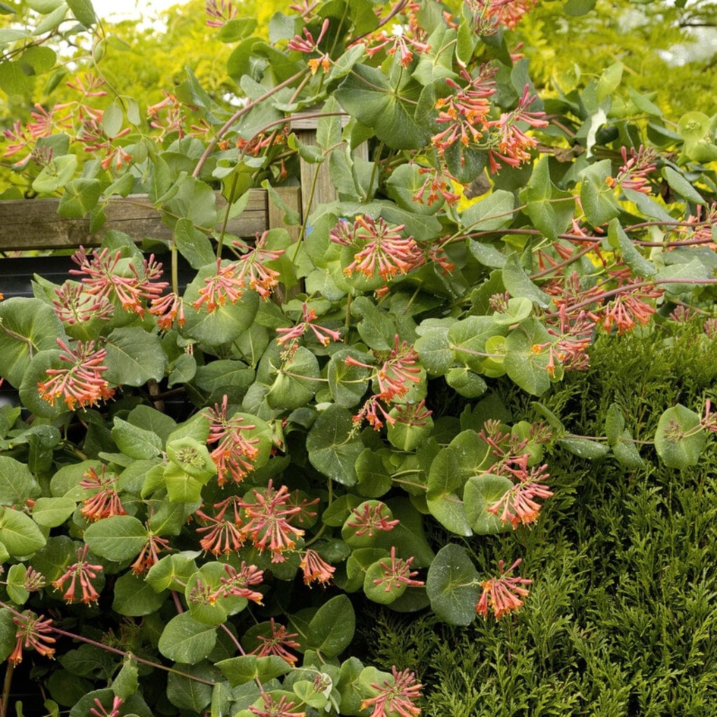 Scarlet Trumpet Honeysuckle | Lonicera x brownii 'Dropmore Scarlet' - Image 4