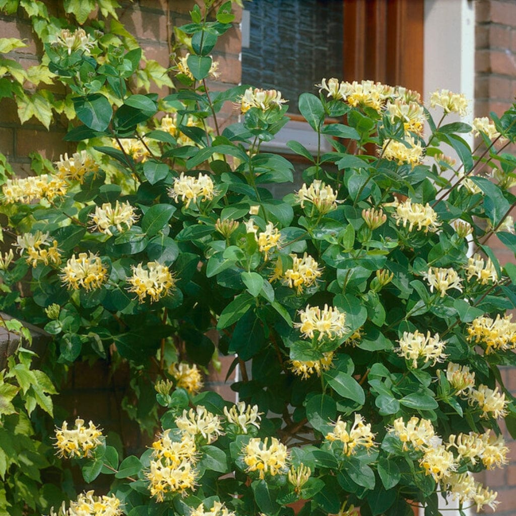 European Honeysuckle | Lonicera periclymenum 'G.S. Thomas'