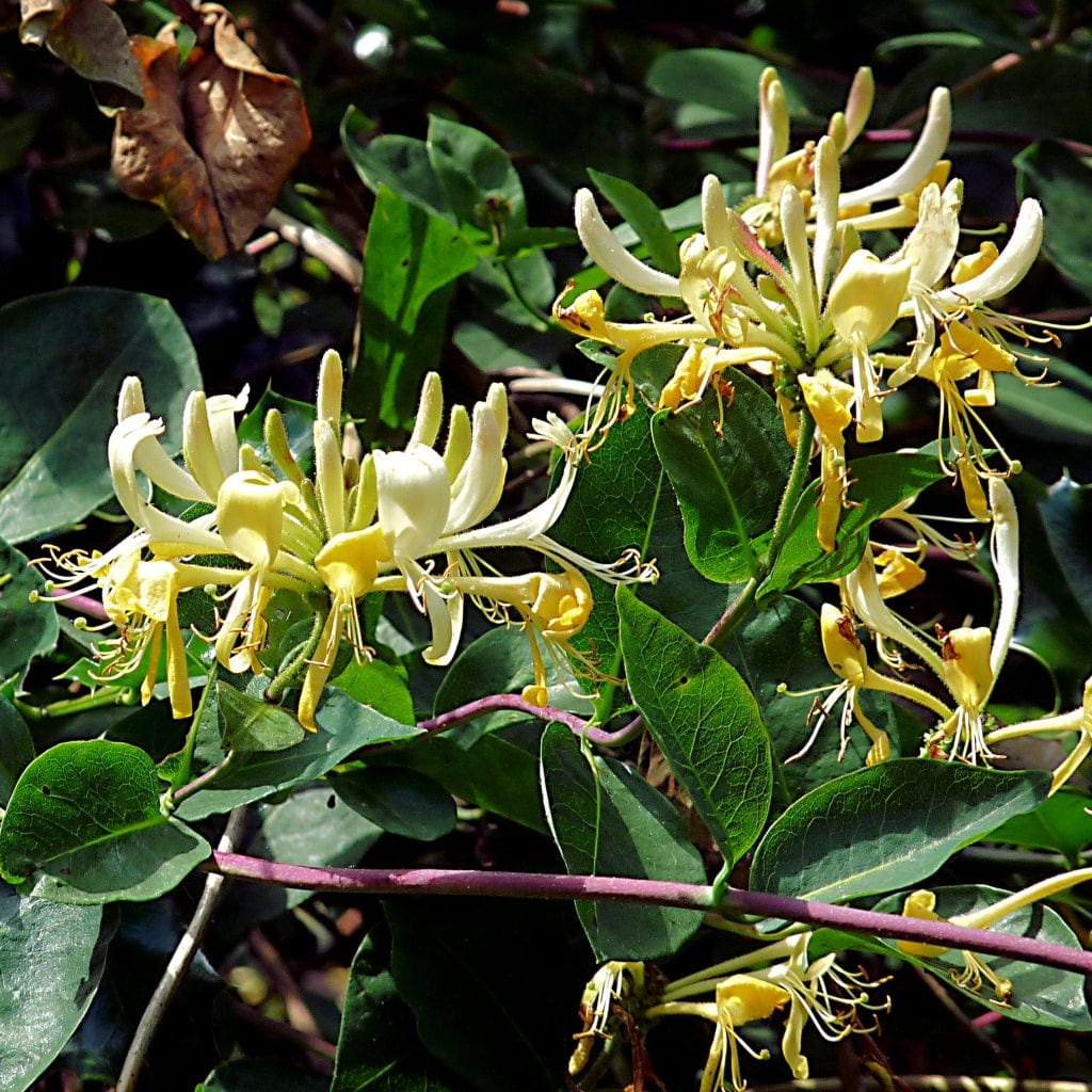 European Honeysuckle | Lonicera periclymenum 'G.S. Thomas' - Image 2