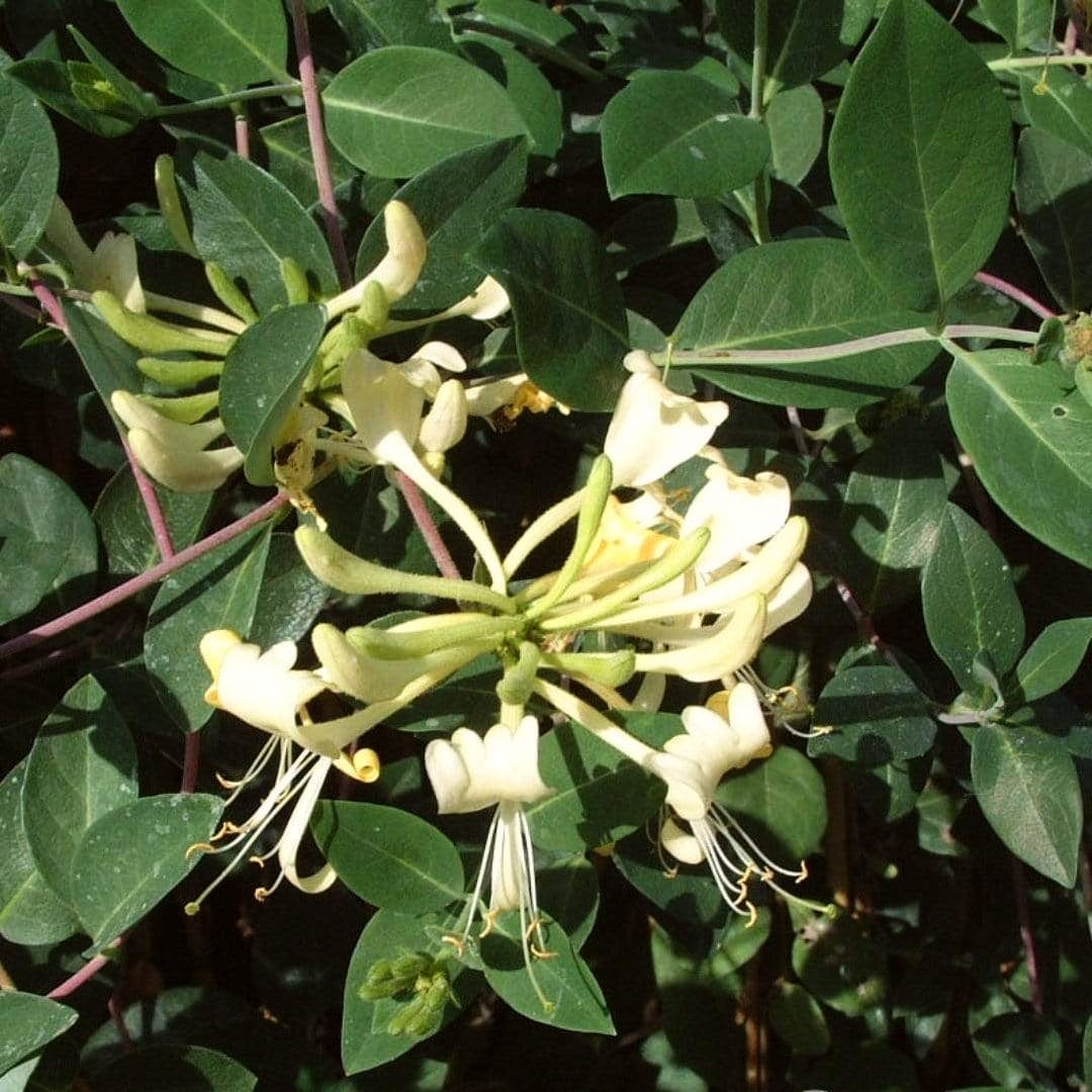 European Honeysuckle | Lonicera periclymenum 'G.S. Thomas' - Image 3