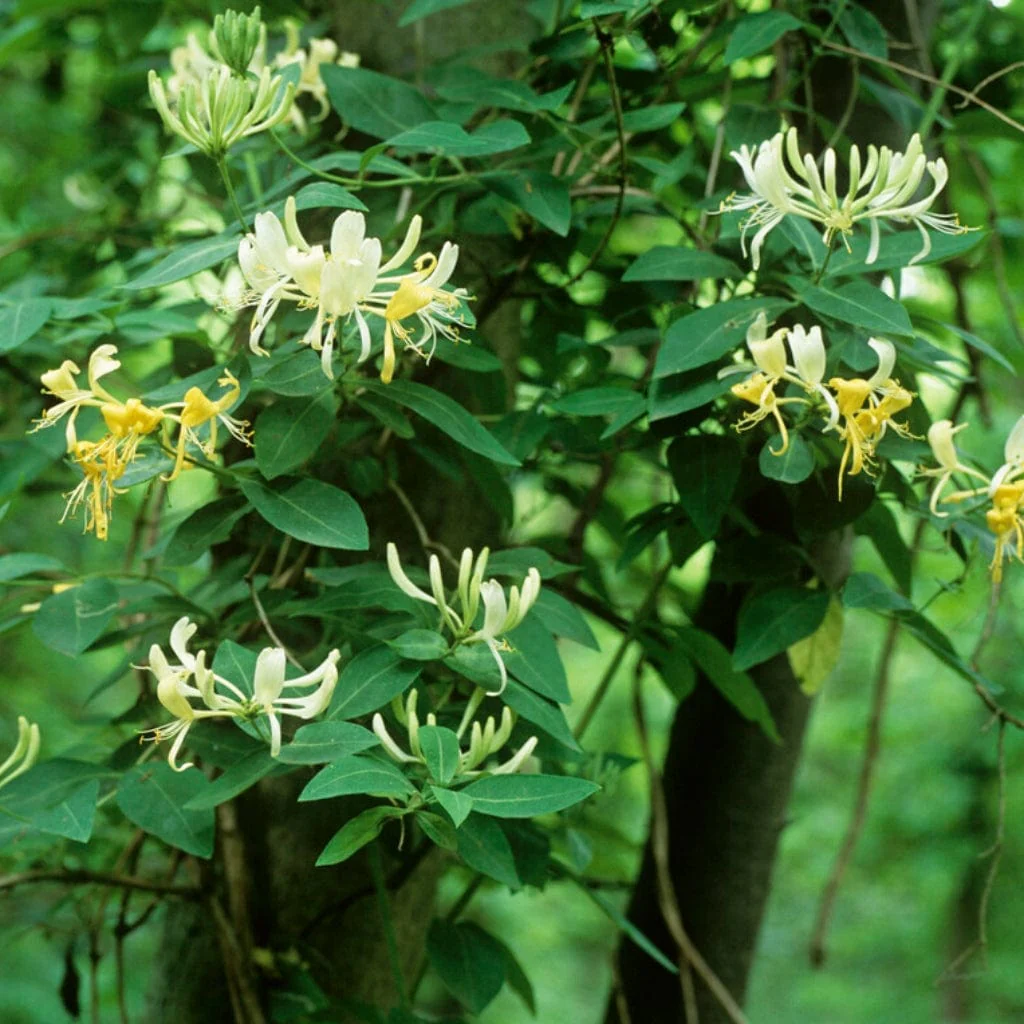 European Honeysuckle | Lonicera periclymenum 'G.S. Thomas' - Image 4