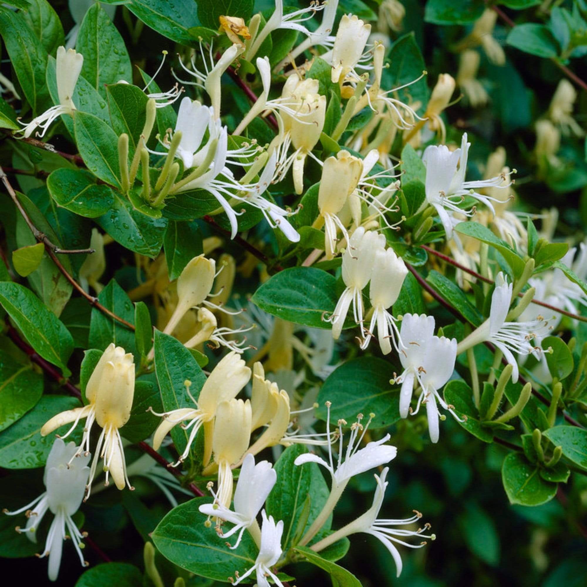 Hall's Japanese Honeysuckle | Lonicera japonica 'Halliana'