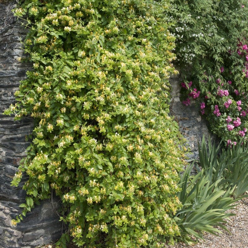 Hall's Japanese Honeysuckle | Lonicera japonica 'Halliana' - Image 2