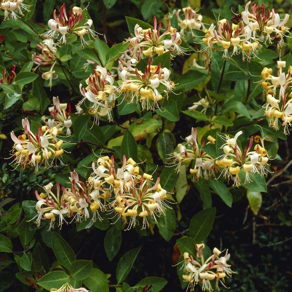 Henry's Honeysuckle | Lonicera henryi - Image 2