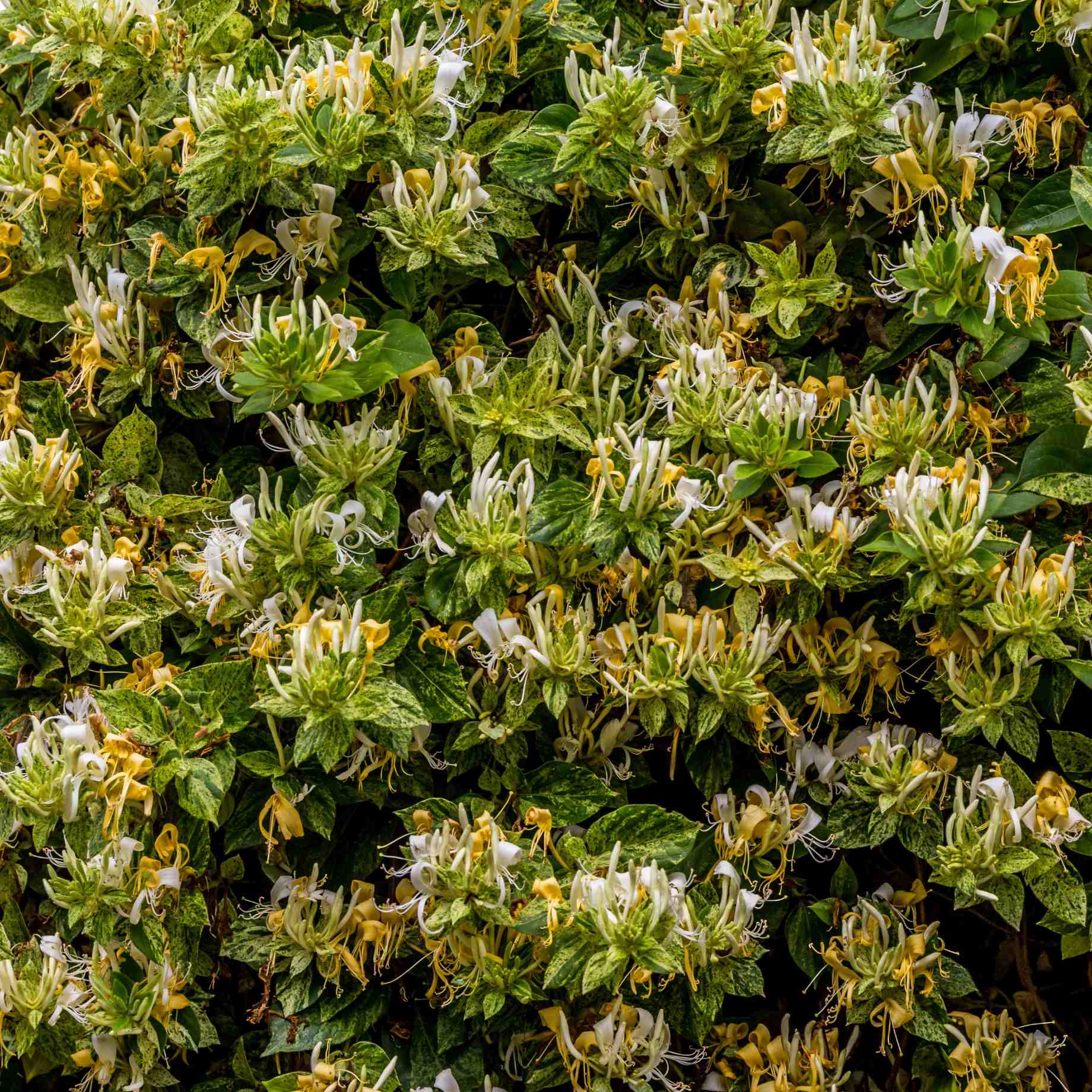 Japanese Honeysuckle | Lonicera japonica 'Mint Crisp'