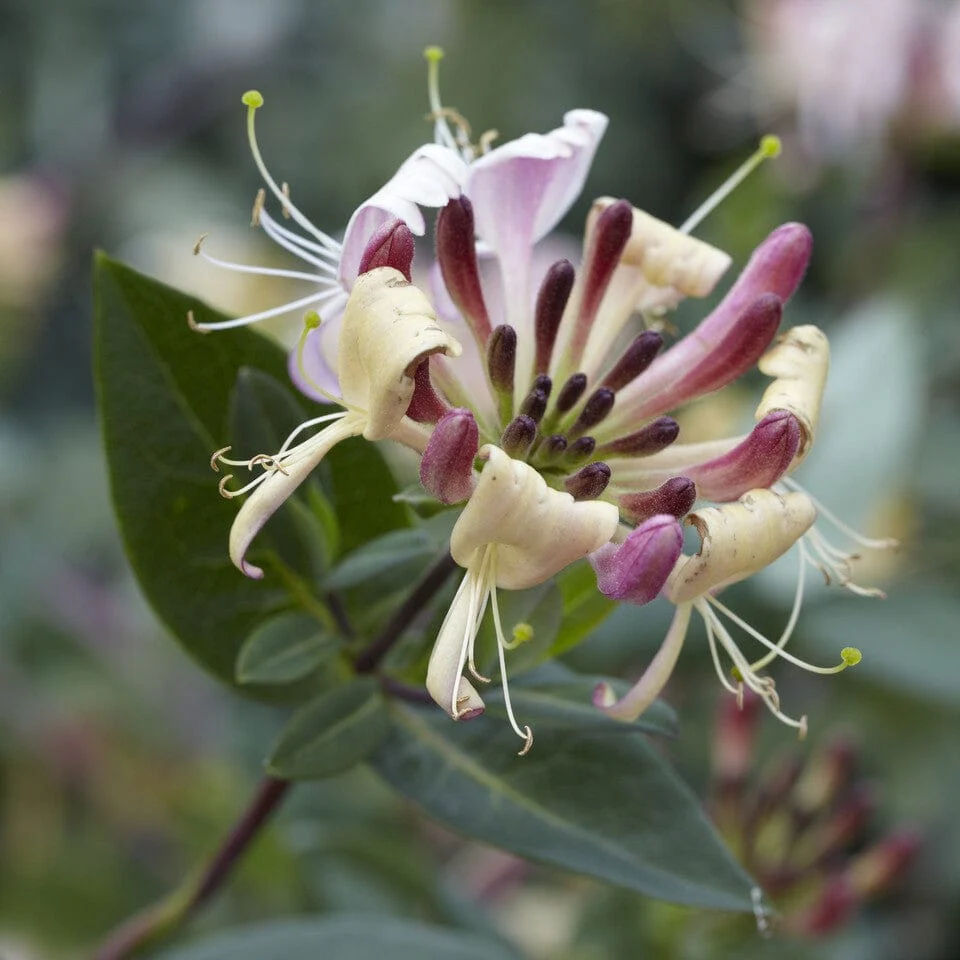 Early Dutch Honeysuckle | Lonicera periclymenum 'Belgica' - Image 2