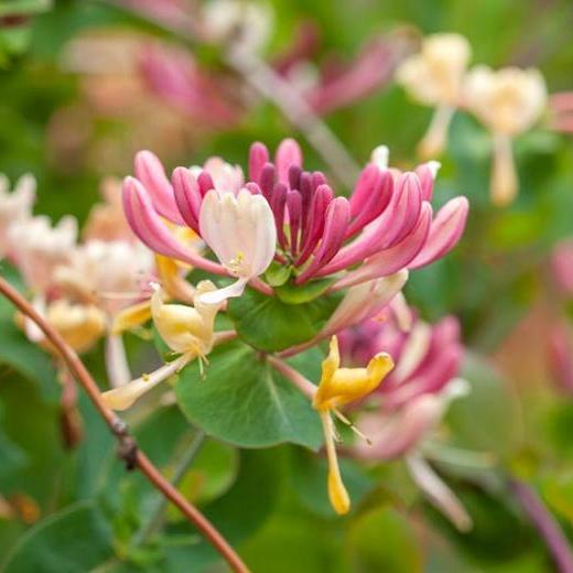 Late Dutch Honeysuckle | Lonicera periclymenum 'Serotina' - Image 2