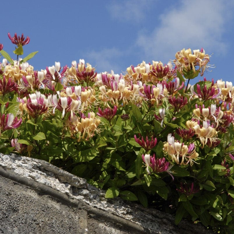 Late Dutch Honeysuckle | Lonicera periclymenum 'Serotina' - Image 3