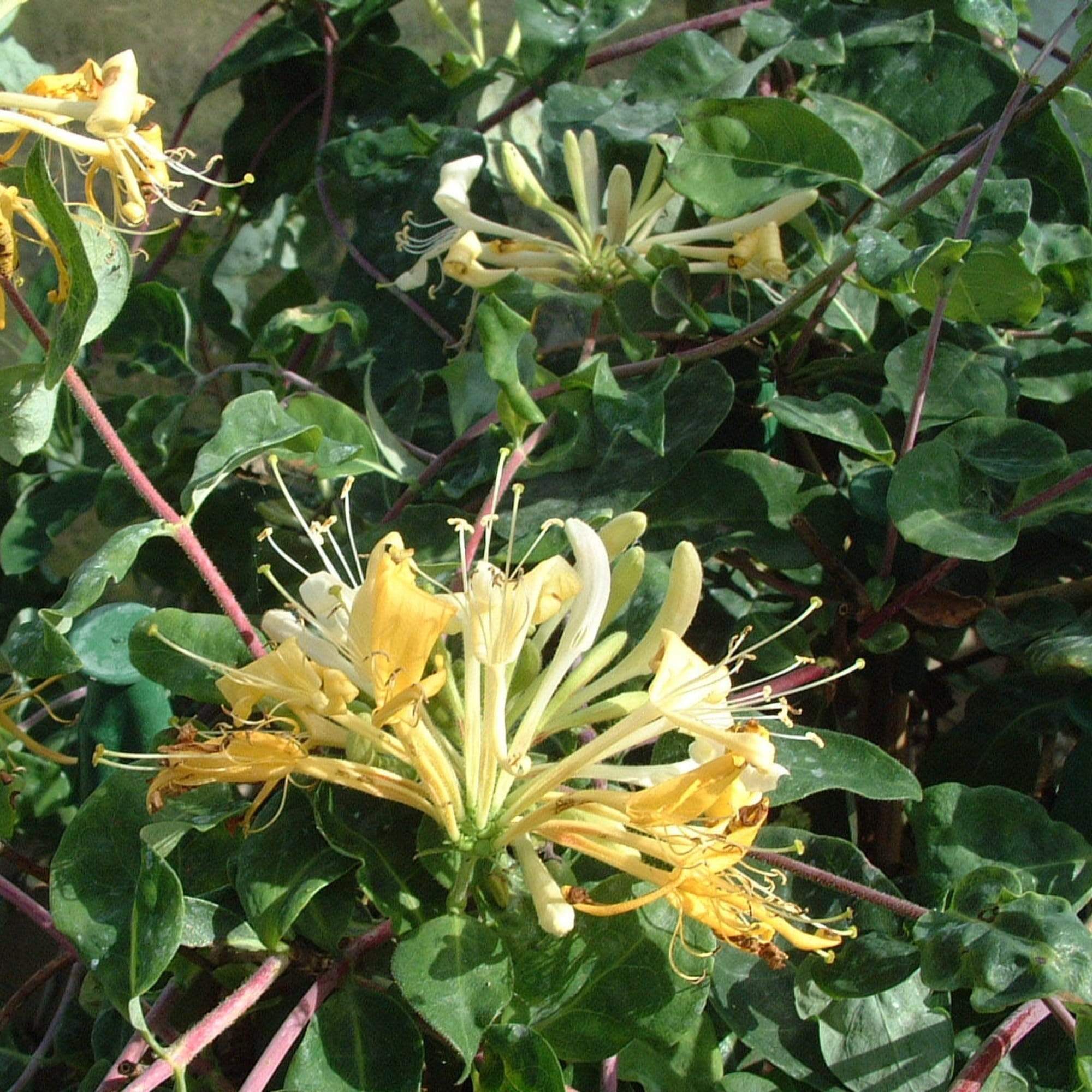 European Honeysuckle | Lonicera periclymenum 'Sweet Sue'