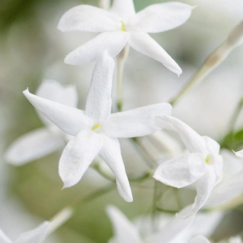 White Jasmine | Jasmine polyanthum