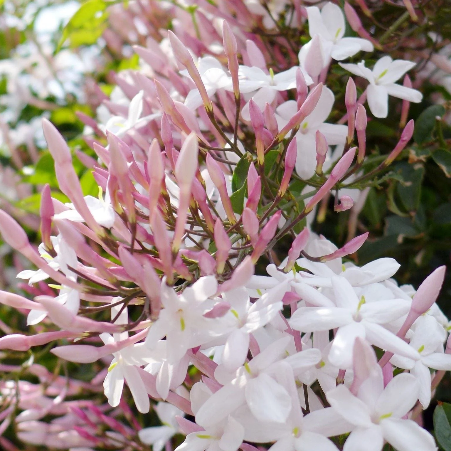White Jasmine | Jasmine polyanthum - Image 2