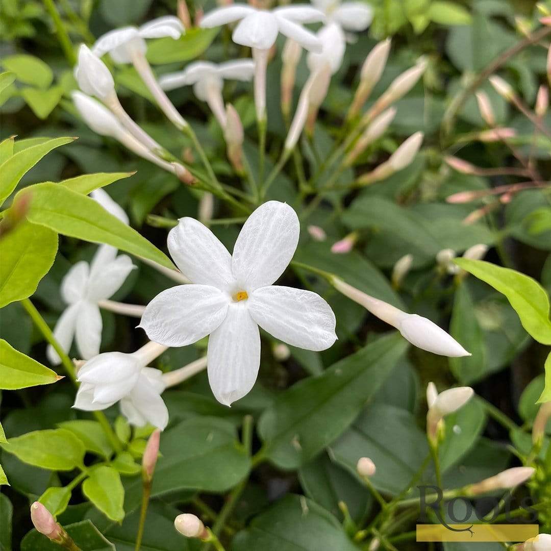 White Jasmine | Jasmine polyanthum - Image 3