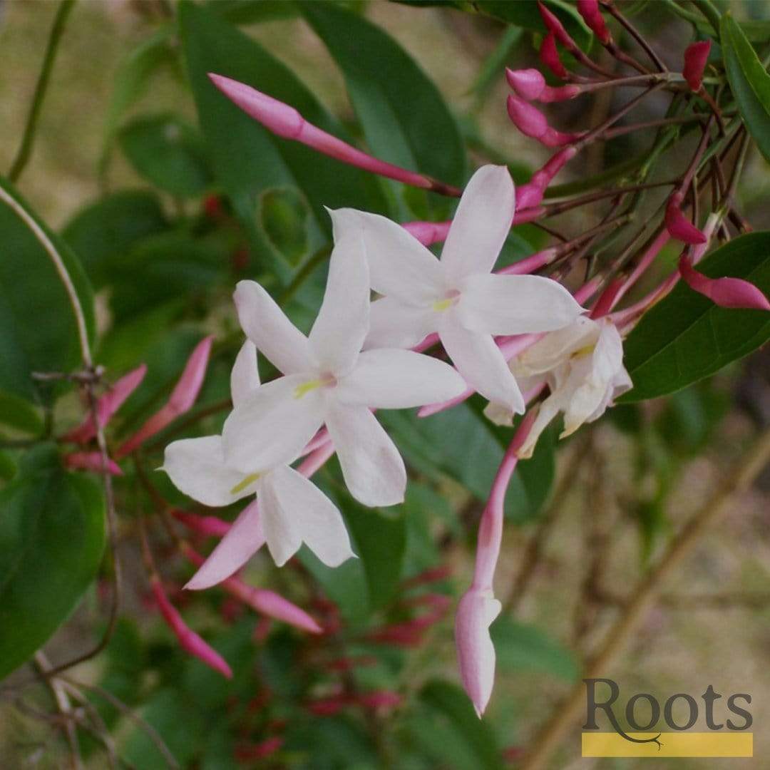 White Jasmine | Jasmine polyanthum - Image 4