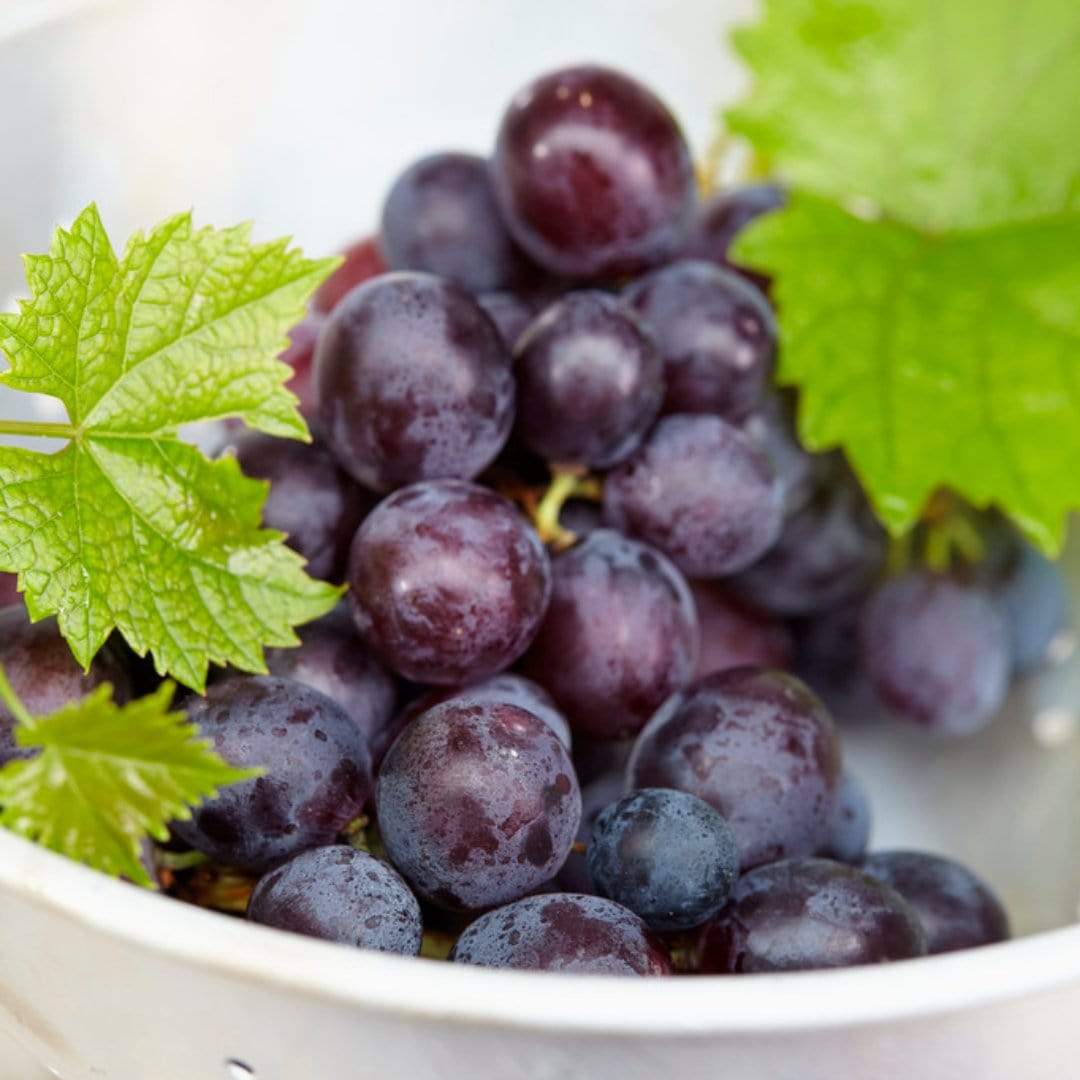 'Muscat Bleu' Grape Vine - Image 4