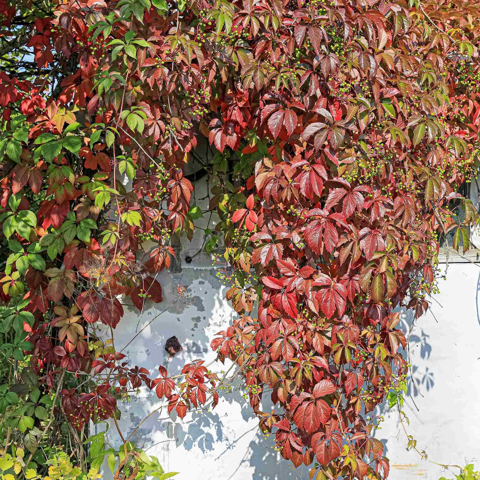 Chinese Virginia Creeper | Parthenocissus henryana - Image 3