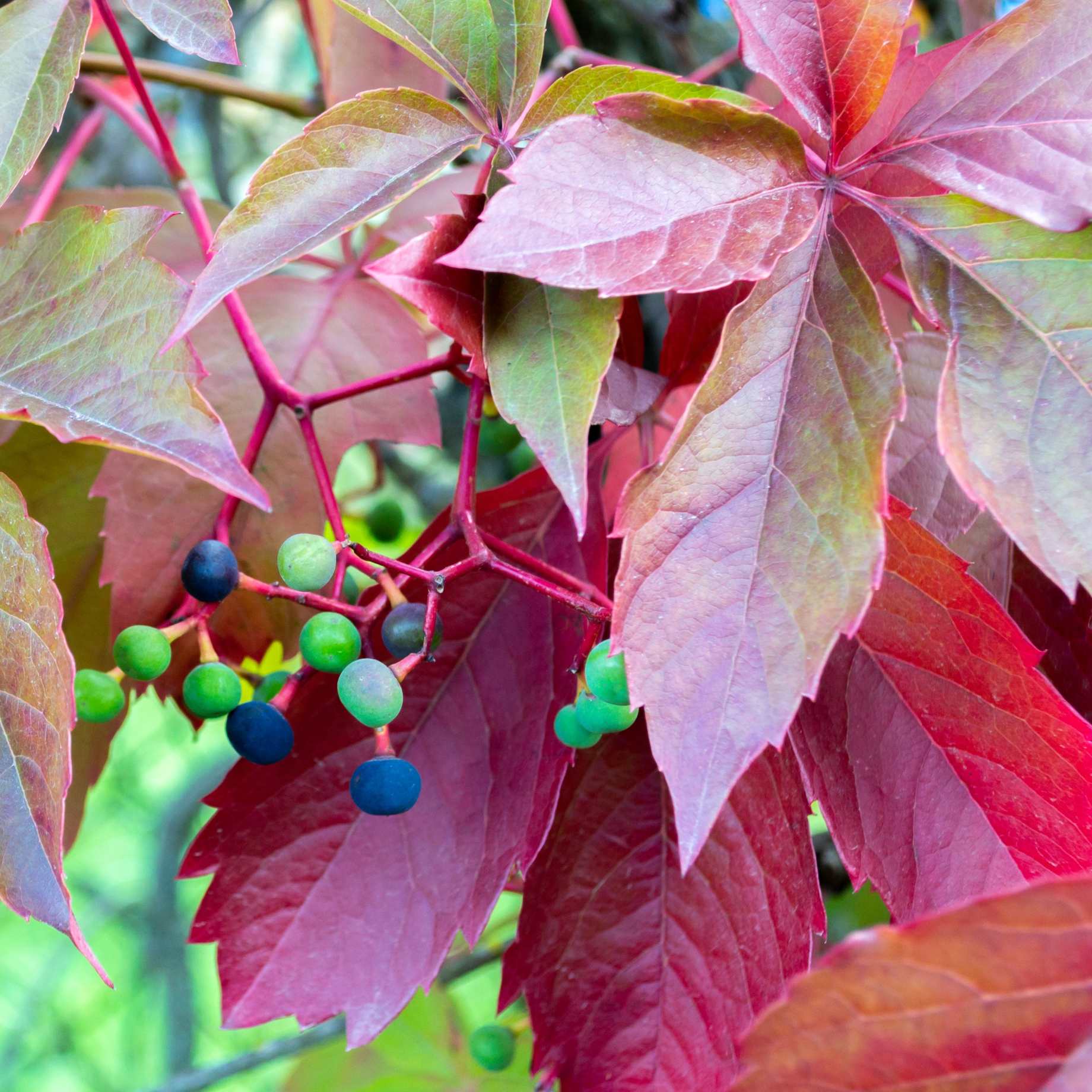 Chinese Virginia Creeper | Parthenocissus henryana - Image 4