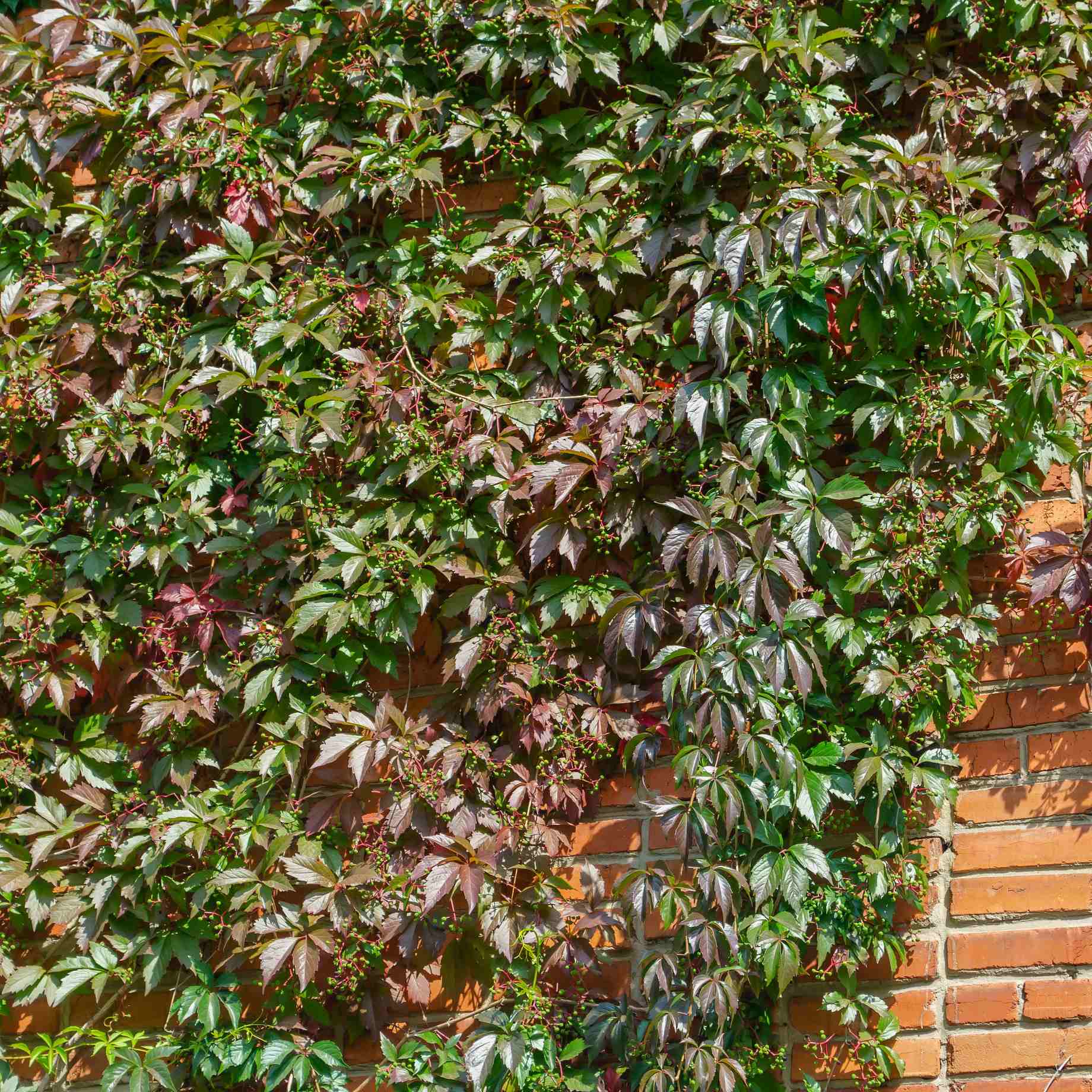 Chinese Virginia Creeper | Parthenocissus henryana - Image 5
