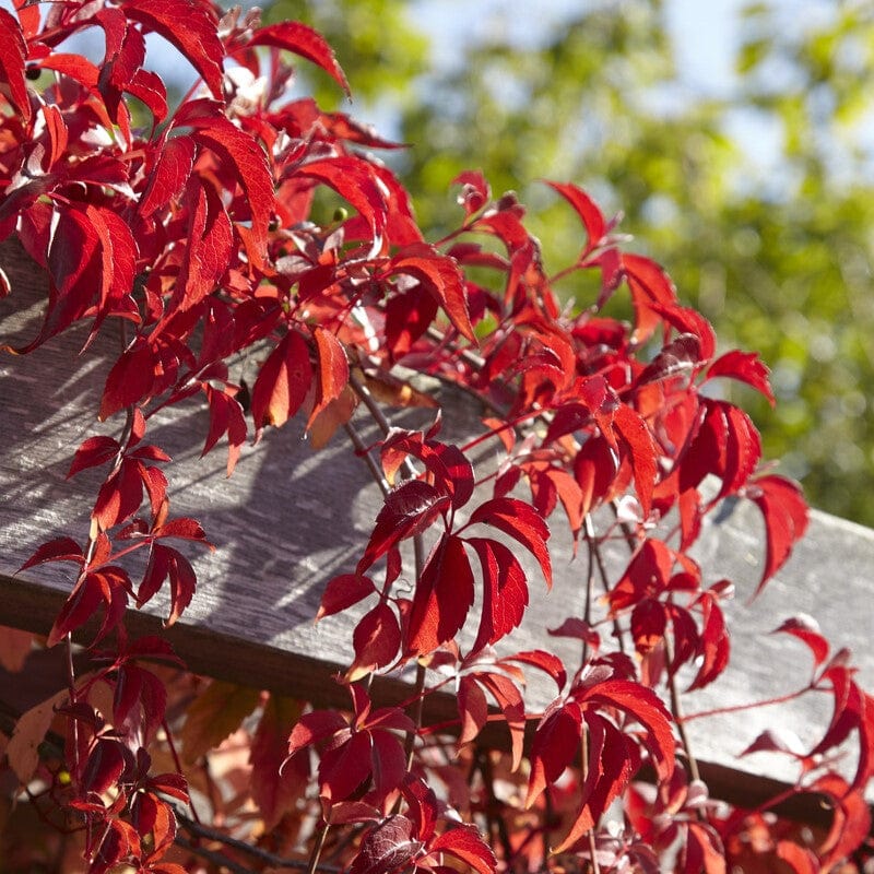 Virginia Creeper | Parthenocissus quinquefolia - Image 3