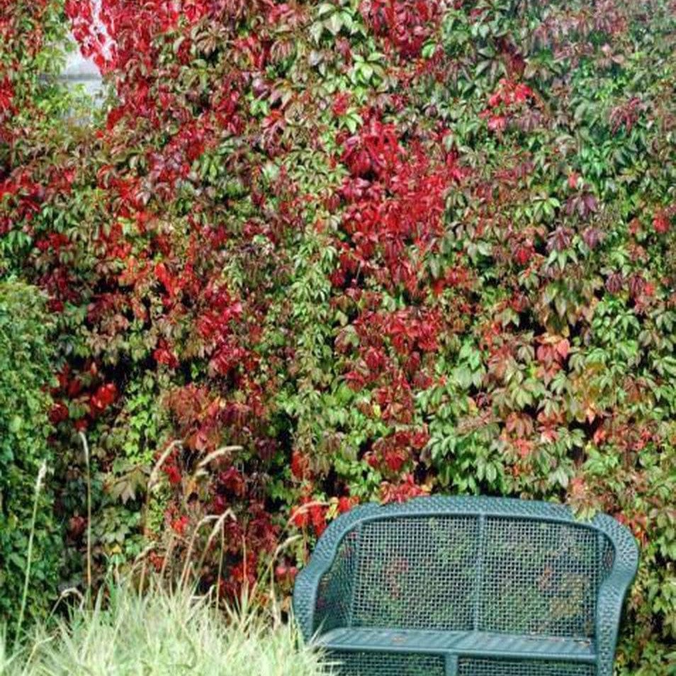 Virginia Creeper | Parthenocissus quinquefolia - Image 4