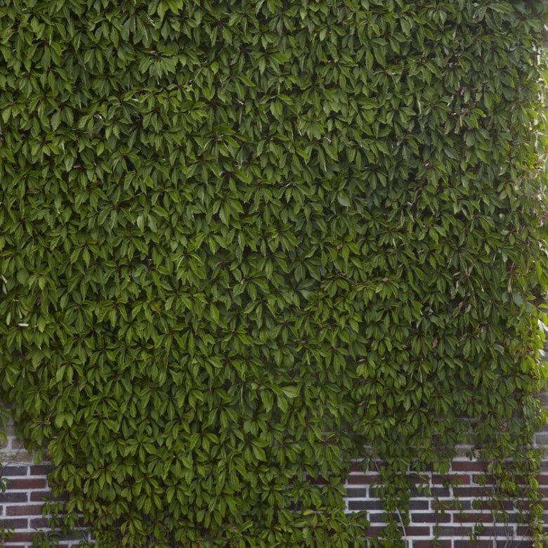 Virginia Creeper | Parthenocissus quinquefolia - Image 5