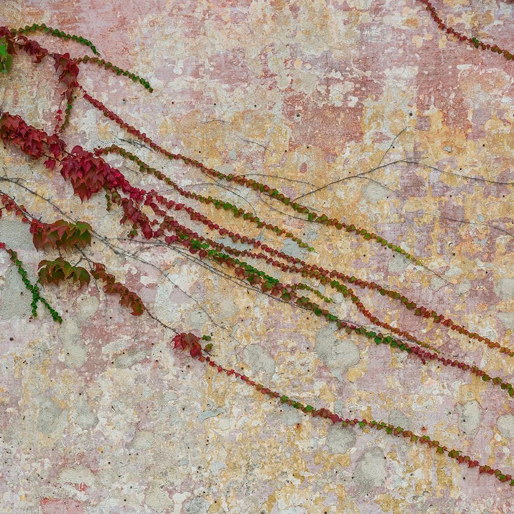 Virginia Creeper | Parthenocissus quinquefolia - Image 6