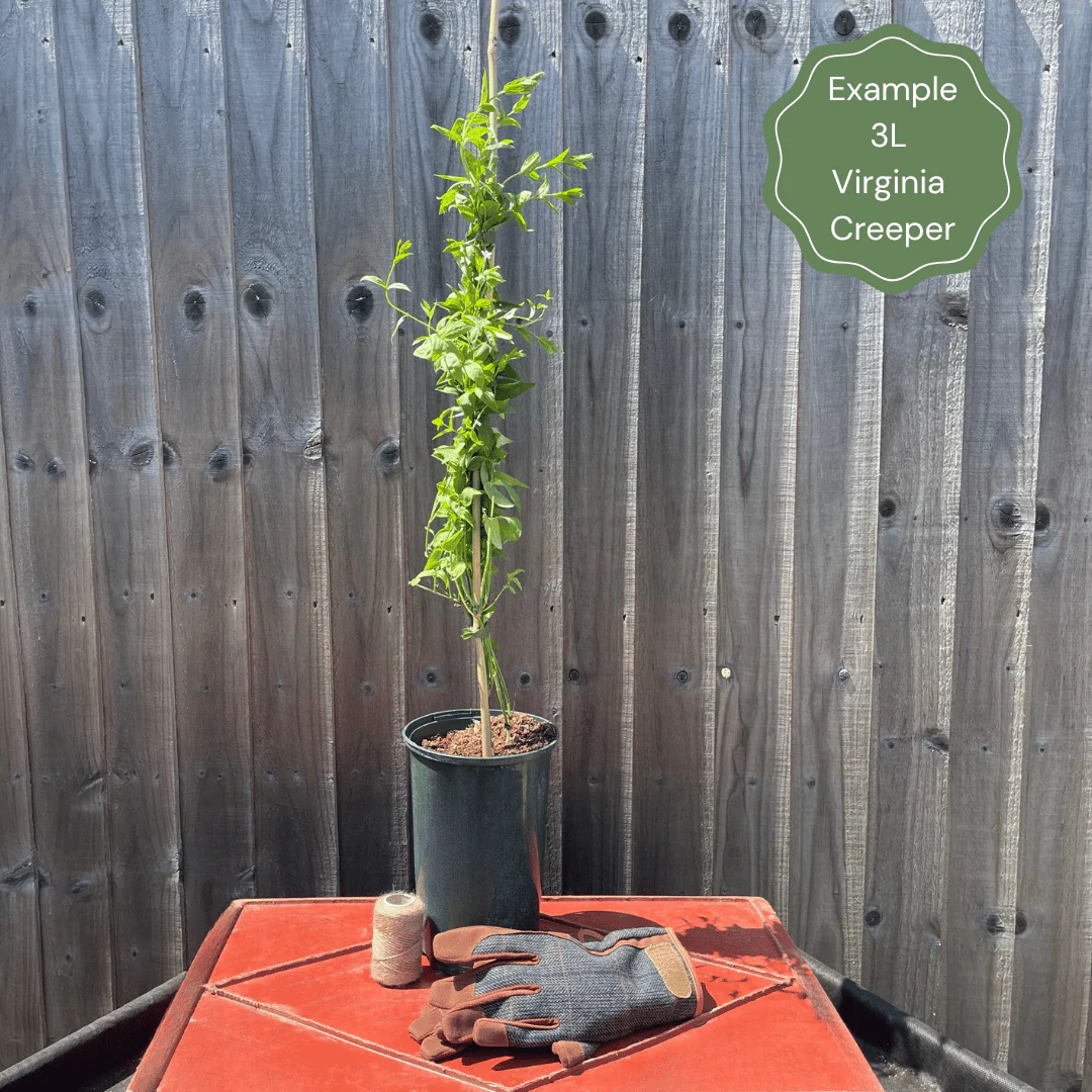Virginia Creeper | Parthenocissus quinquefolia - Image 7